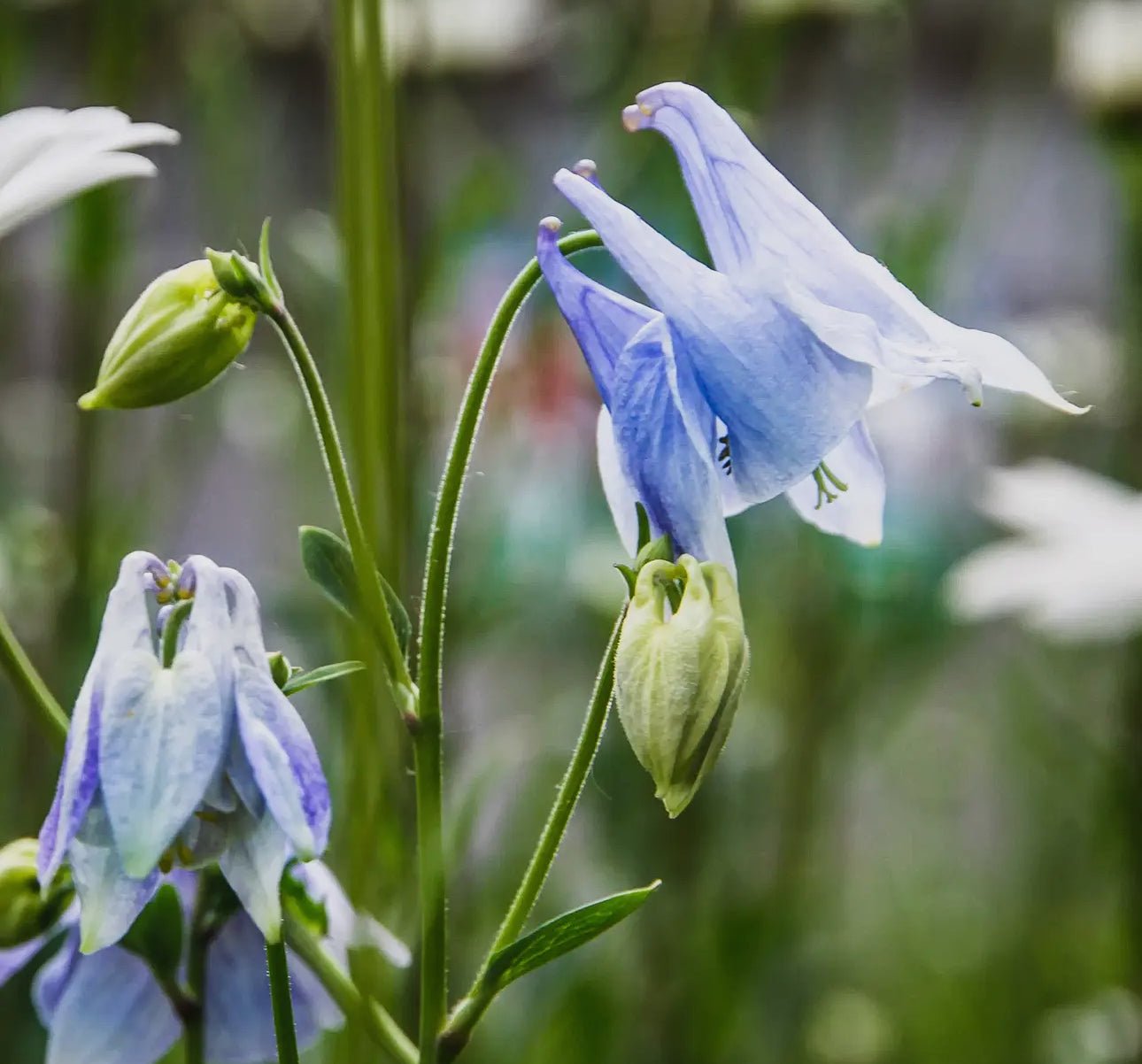 Blue Columbine Flower Essence – Manifest a Spiritual Life | Beyond The Veils - Beyond The Veils