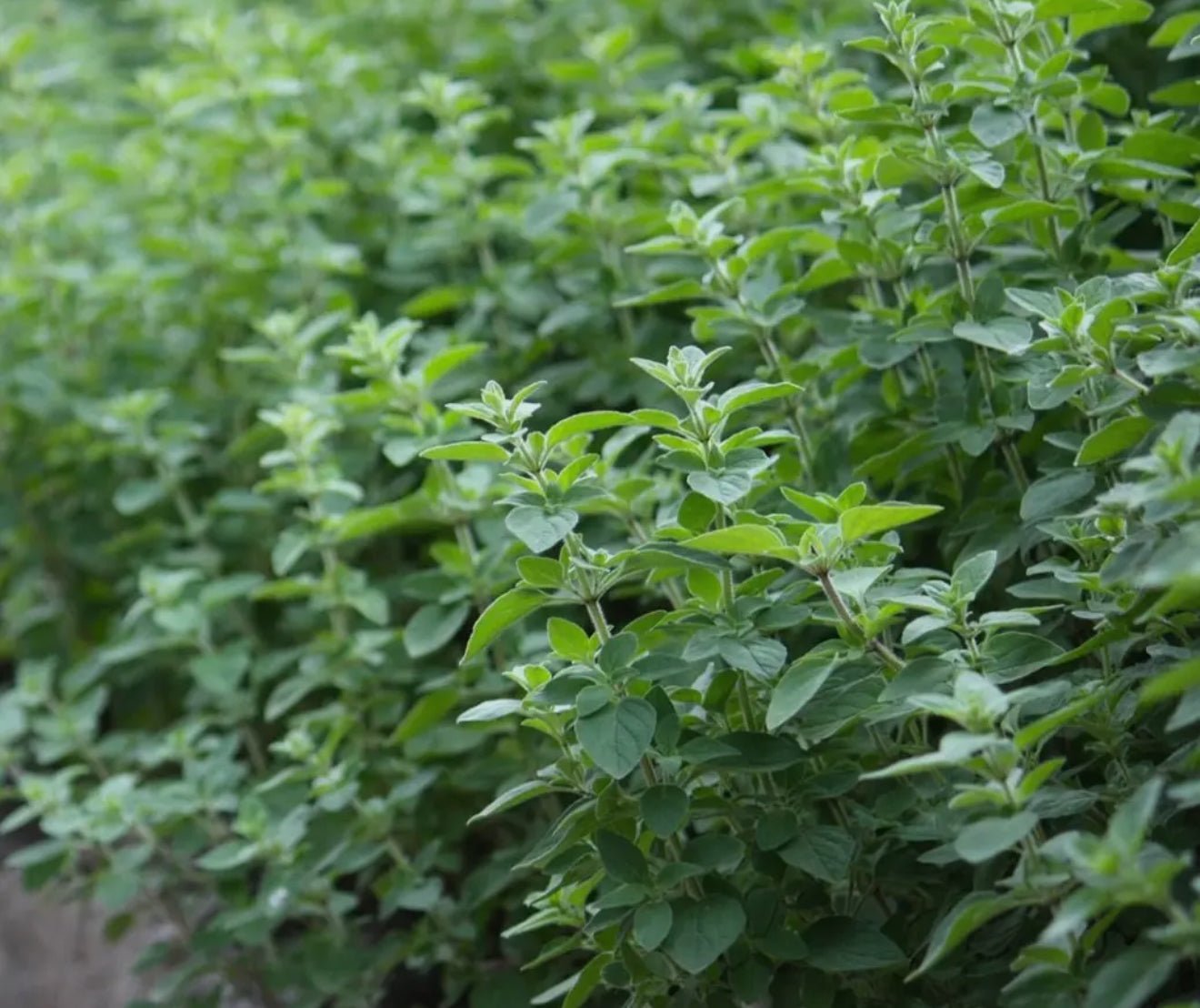 House of Soil & Soul – Oil of Oregano Elixir - Beyond The Veils