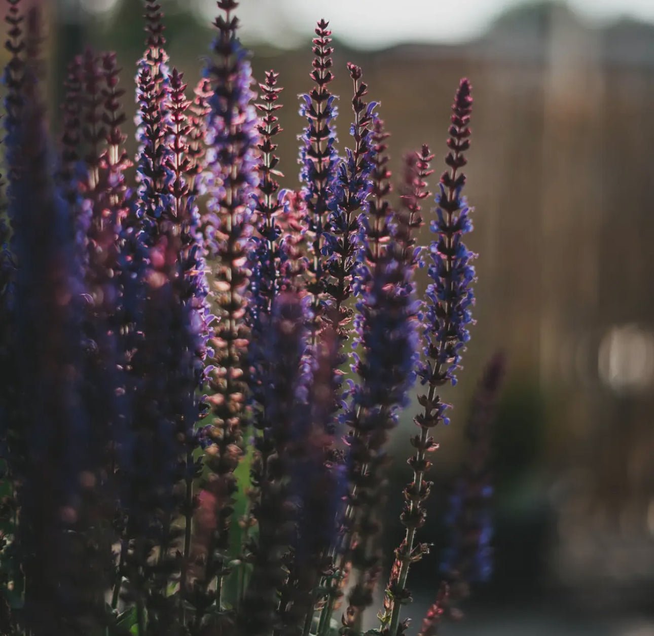 Woodland Sage Flower Essence – Grounded Wisdom & Spiritual Insight - Beyond The Veils